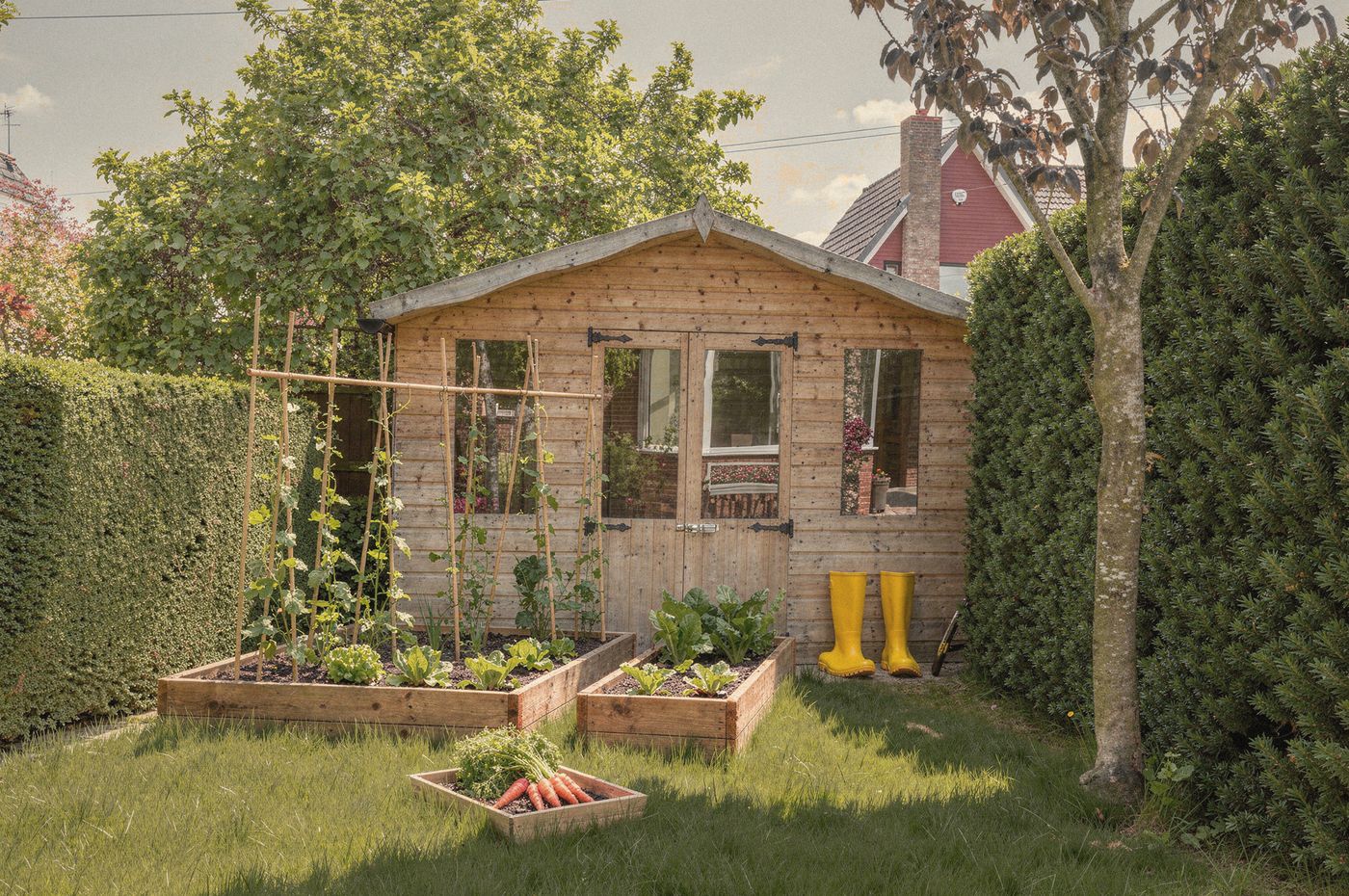A wooden summer house on a lawn with raised vegetable beds, bean canes and a tray of fresh carrots